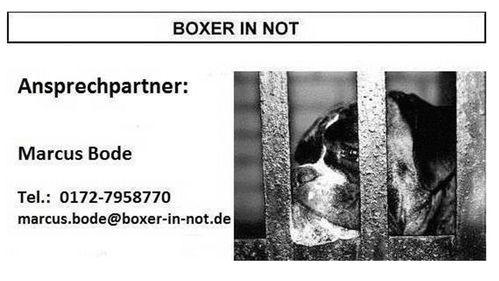 Boxer in Not